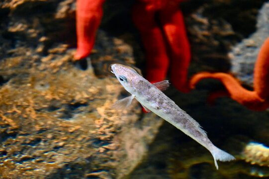 Small marine fish swimming near red starfish Echinaster sepositus on underwater reef rocks