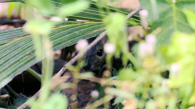 Small mouse deer or chevrotain hiding under palm leaves in a lush green garden close-up portrait