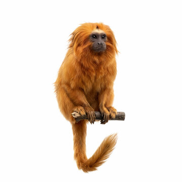 A golden tamarin monkey captures attention while resting on a wooden perch displaying its vibrant orange fur and intelligent stare as it watches the surrounding environment with curiosity and