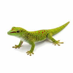 Fototapeta premium Vibrant emerald green gecko with distinct orange spots moving cautiously across a sunny tropical environment displaying natural camouflage patterns and scaled skin texture suitable for wildlife