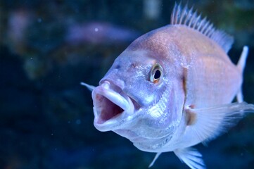 Close up of a funny pink porgy Pagrus pagrus swimming with open mouth in blue neon light © Drachenfutter