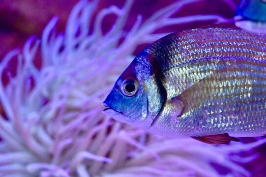 Close up of a common two banded seabream Diplodus vulgaris swimming near sea anemone in purple neon light