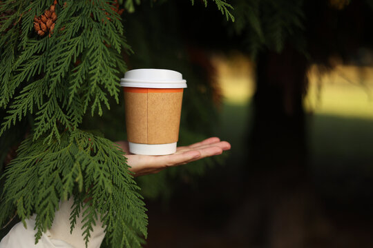 Hand holds eco zero waste paper cup in leaves of white cedar, white plastic recycle lid take away with hot drink, coffee or tea outdoors in park, place for text. Seasonal warm drinks to go in cold day