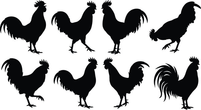 Rooster Silhouette Collection Set with Farm Chicken and Cockerel Vector Illustration Designs