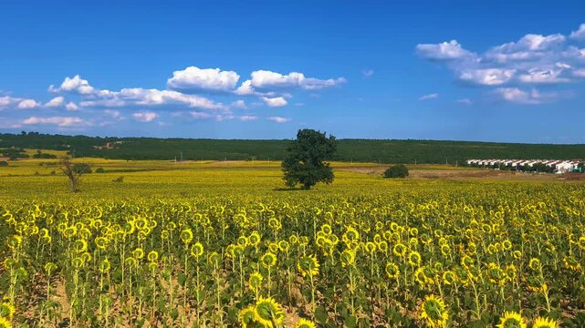 High angle static shot of a vast blooming sunflower field under a bright blue sky with white clouds in Edirne, Turkey.