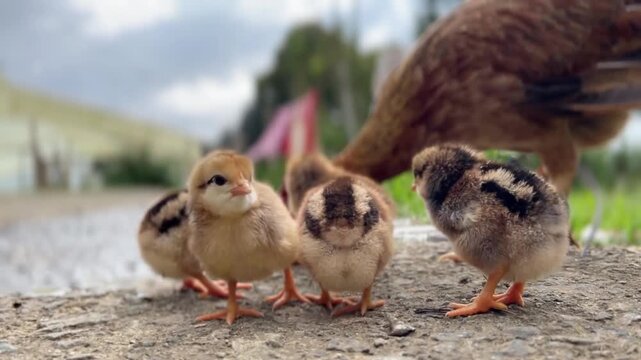 little chicken and chicks