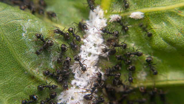 Small black ants guard colonies of papaya mealybug (Paracoccus marginatus) beneath a jackfruit leaf, protecting the sap sucking insects while feeding on sweet honeydew produced during infestation