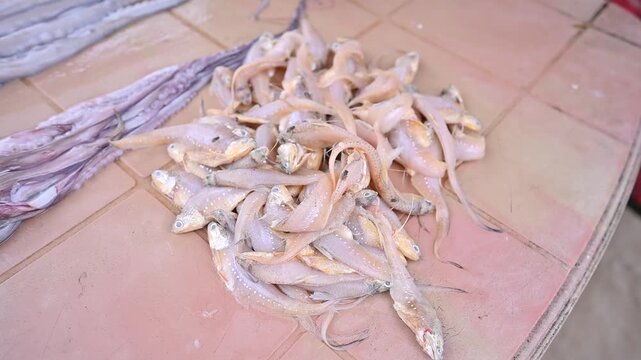 SEA FISH (FOOD)
