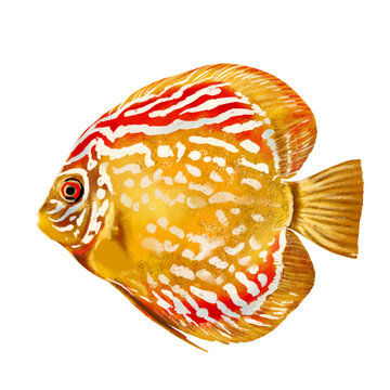 Pompadour, Discus Vintage freshwater fish, hand-drawn illustration on a transparent background.