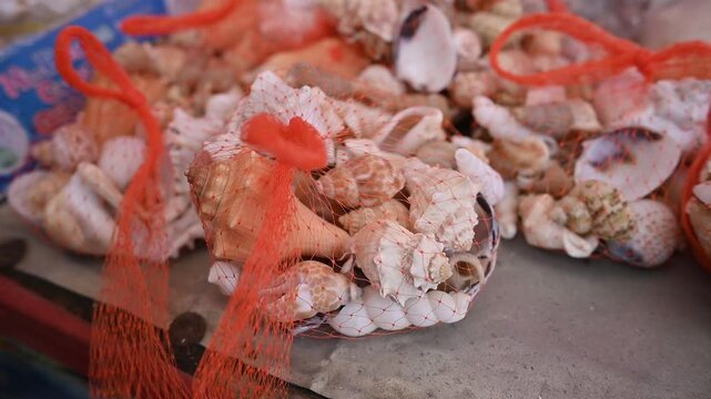 SEA SHELL