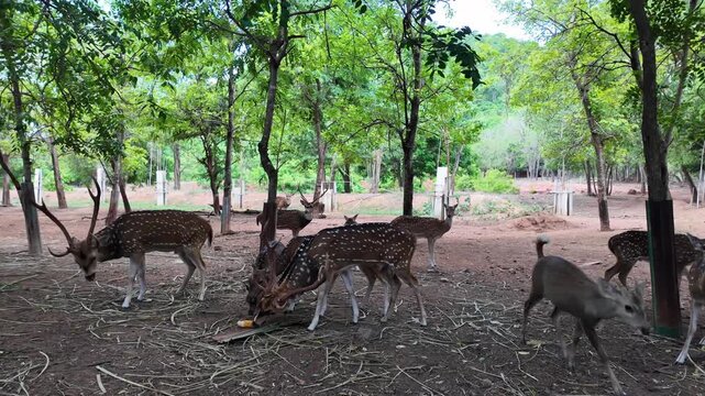 A herd of spotted deer feeding peacefully in a natural forest park, surrounded by lush green trees in a tranquil wildlife environment.