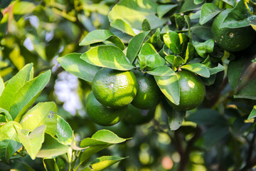 Fresh green orange hang from a tree branch © Ramadhan