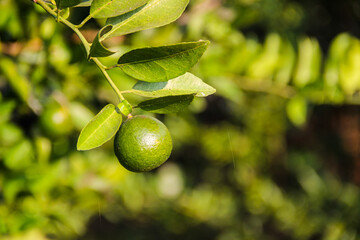 Fresh green orange hang from a tree branch © Ramadhan