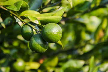 Fresh green orange hang from a tree branch © Ramadhan