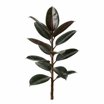 Natural evergreen ficus elastica plant houseplant with dark glossy leaves growing tall in home environment representing healthy indoor botanical gardening decor for interior living spaces and