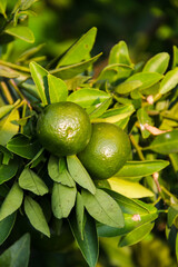 Fresh green orange hang from a tree branch © Ramadhan