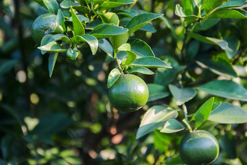 Fresh green orange hang from a tree branch © Ramadhan