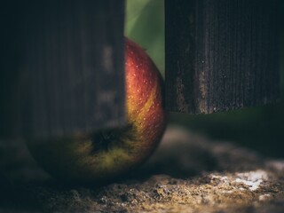 mela natura morta