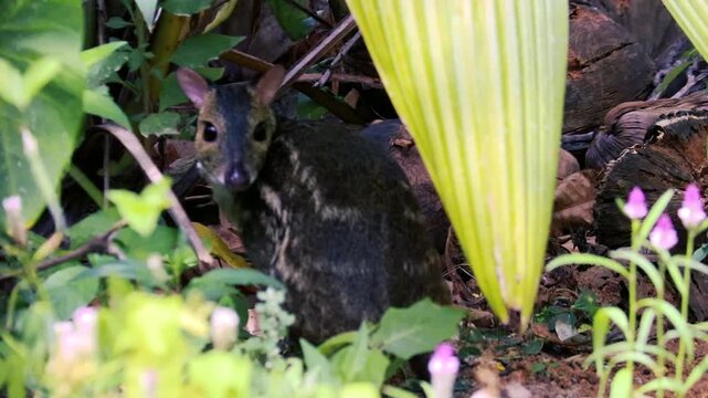 Small mouse deer or chevrotain standing in a lush green garden looking at the camera close-up shot