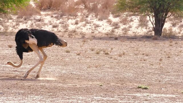 ostrich, Struthio camelus, dust bathing 526