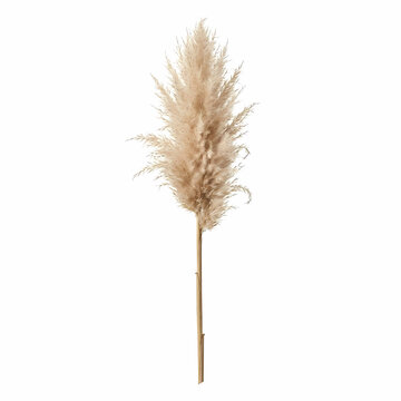 Single fluffy pampas grass stem with dried natural texture for interior decoration and sustainable home styling projects featuring soft beige plumes that create a rustic aesthetic for floral