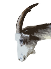 Stylized posterized profile portrait of domestic goat head with white outline stroke isolated on transparent background, concept of pop art design © Олег