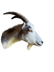 Realistic profile portrait of domestic goat head with horns and beard isolated on transparent background, concept of farm animal husbandry © Олег