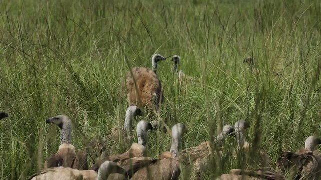 Hyena Carrying a Gazelle Kill in Mara North Conservancy, Maasai Mara, Kenya African Wildlife Safari