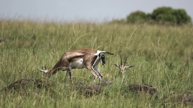 Thomson's Gazelle Walking While Giving Birth in Mara North Conservancy, Maasai Mara, Kenya African Wildlife Safari