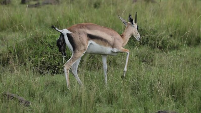 Thomson's Gazelle Giving Birth to a New Calf in Mara North Conservancy, Maasai Mara, Kenya African Wildlife Safari