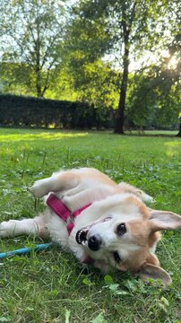 Dog plays and rolls in grass at park during afternoon