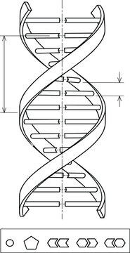 DNA double helix structure technical diagram vector line drawing with measurement markers and scientific chemical symbols