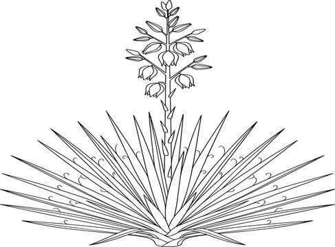 Yucca plant vector line drawing botanical illustration featuring spiky leaves and blooming flower stalk on white background