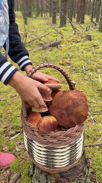 Mushroom picking in a forest in autumn with a basket filled with fresh finds