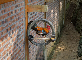 Colorful rooster perched in a rustic circular cage beside brick wall © Hanoi Photography