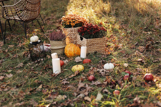 Warm autumn still life featuring pumpkins, chrysanthemums in woven baskets, candles and scattered apples on grass and fallen leaves, evoking cozy seasonal decor and rustic outdoor harvest vibes.