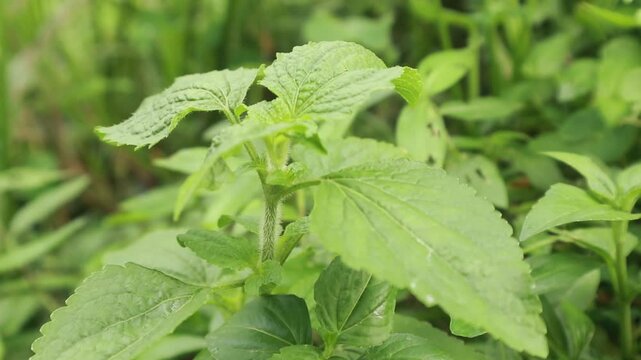 Lush green mint leaves growing in organic garden, fresh herbal plant with textured foliage, natural peppermint herb in soft daylight