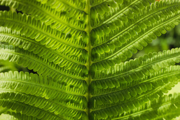 A close view of a green fern leaf. The leaf has many small sections and patterns. It is taken in a forest during daylight hours. © Анна Рубашина