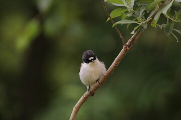 Fototapeta premium The Swedish bird looking for food