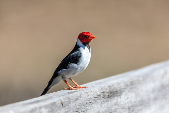 Bird Yellow-billed cardinal (Paroaria capitata), Pocone Pantanal Brazil