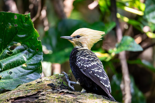 Bird Blond-crested woodpecker (Celeus flavescens). Subida de Castelhanos- ida, Brazil