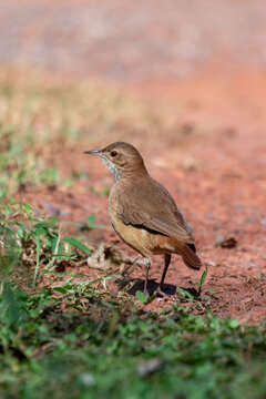 Bird Rufous Hornero (Furnarius rufus), Jardim, Brazil