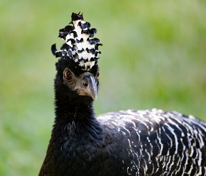 Bird Bare-faced Curassow (Crax fasciolata), Pousada Rio Claro, Brazil