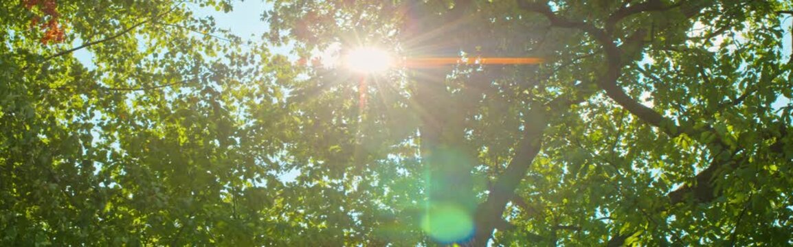 Golden hour anamorphic light leaking through green oak leaves on the water bank.