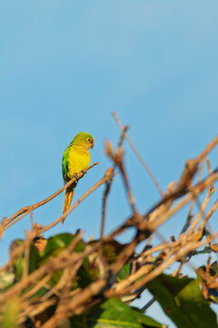 Bird Yellow-chevroned Parakeet (Brotogeris chiriri), Brazil.