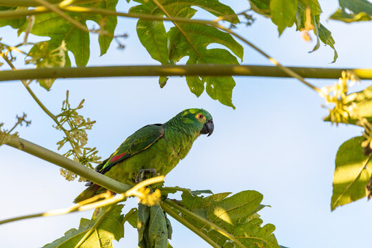 Bird Amazona aestiva, Bonito, Brazil