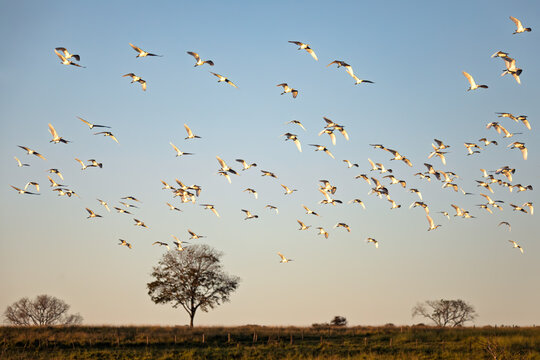 Bird Cattle Egret (Bubulcus ibis), Guia Lopes da Laguna, Brazil