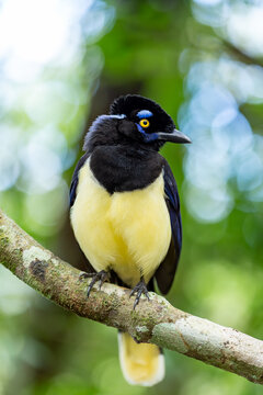 Bird Cyanocorax chrysops, Circuito Garganta del Diablo, Argentina