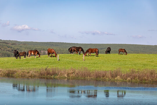 Several horses grazing peacefully in a lush green meadow with a tranquil lake reflecting the scene under a clear blue sky and scattered clouds