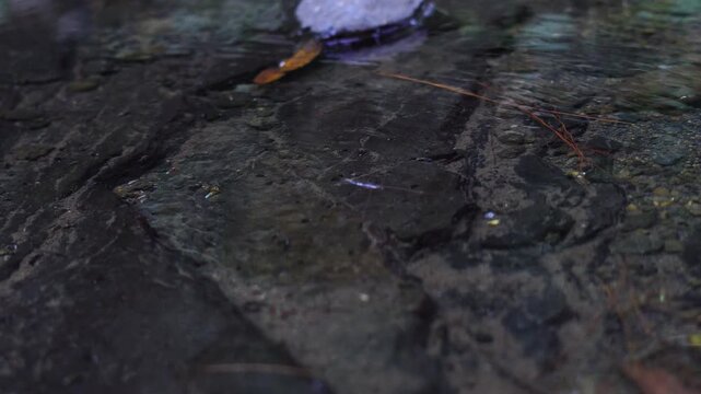 Water Strider Insect Walking on Water Surface in Natural Habitat
